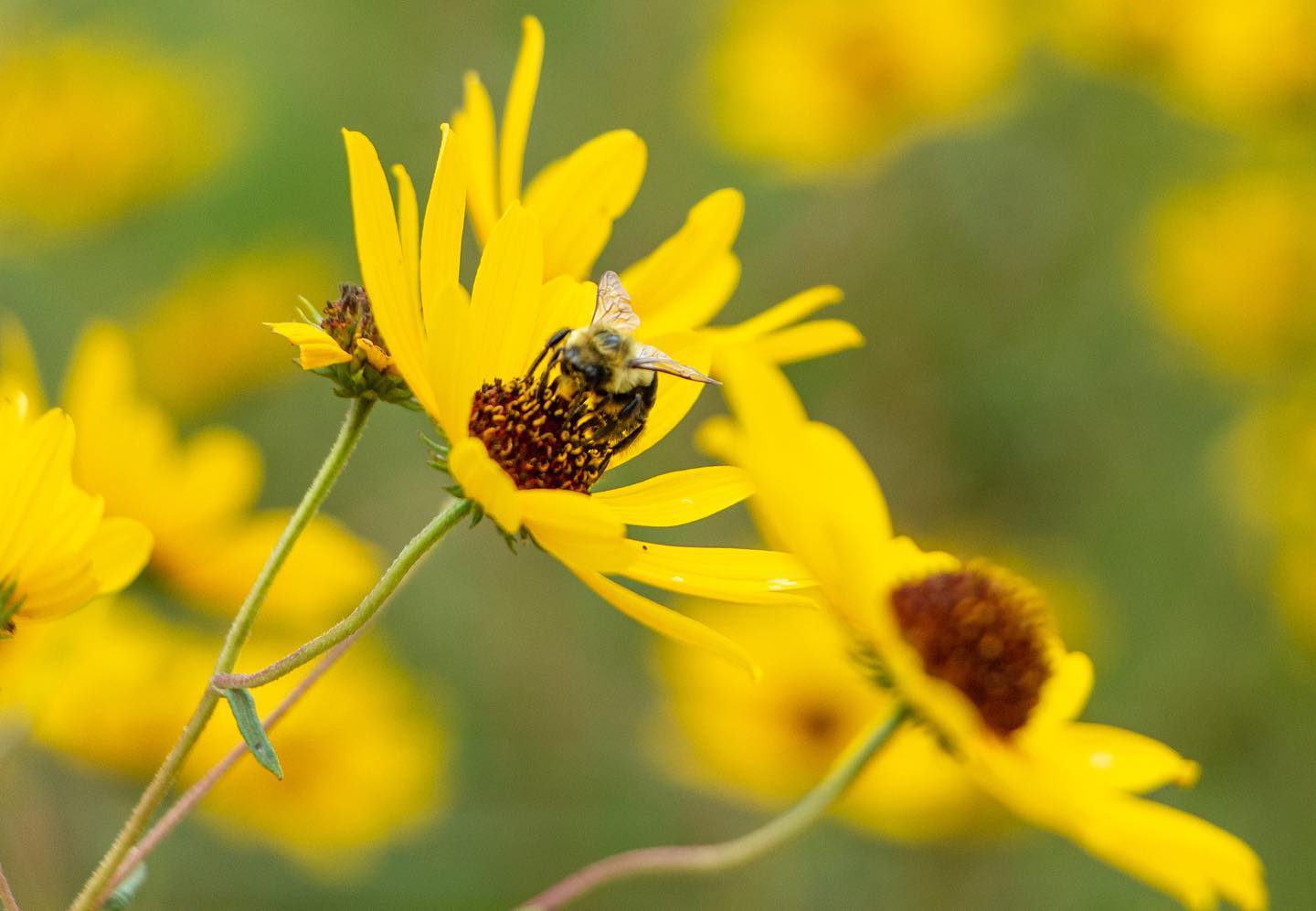 Bee on flower